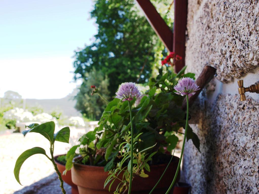 Quinta Da Pousadela - Agroturismo Guest House Amarante Eksteriør bilde